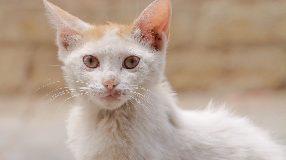 Photograph by Shaiban photography