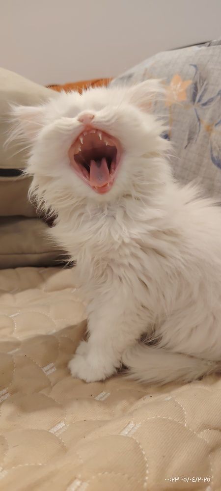 Photograph by Shaiban photography