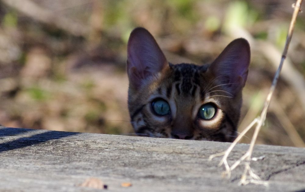 Photograph by Василий Богомолов