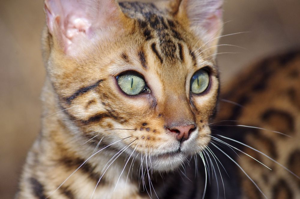 Photograph by Василий Богомолов