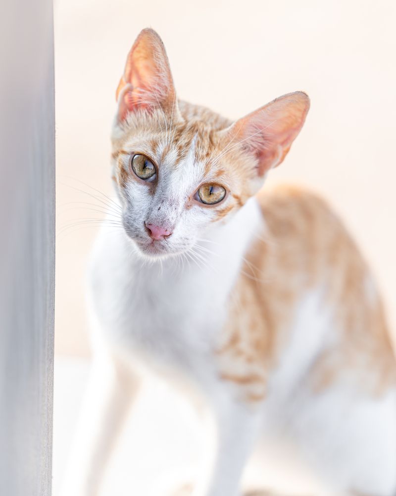 Photograph by Jayakumar MN