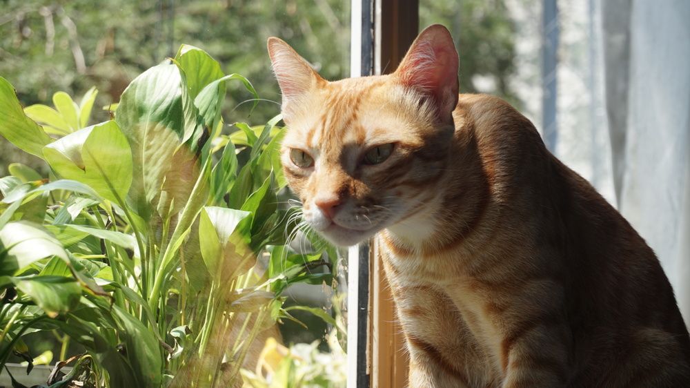 Фотография автора Nam Phạm