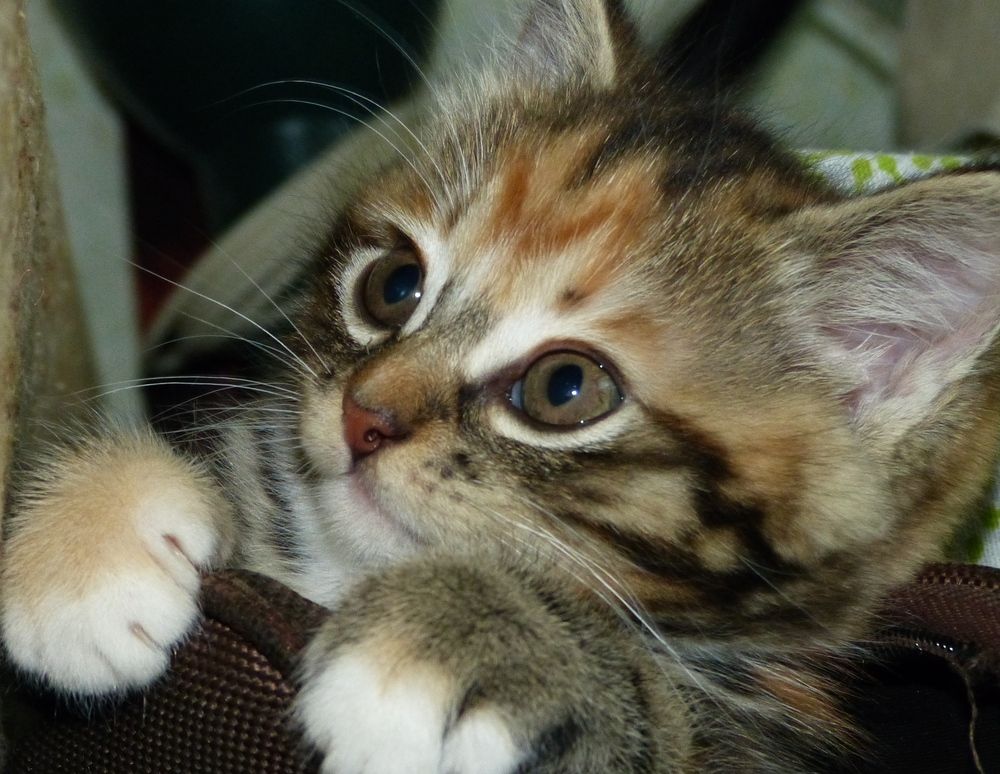 Photograph by Максим Владимирович