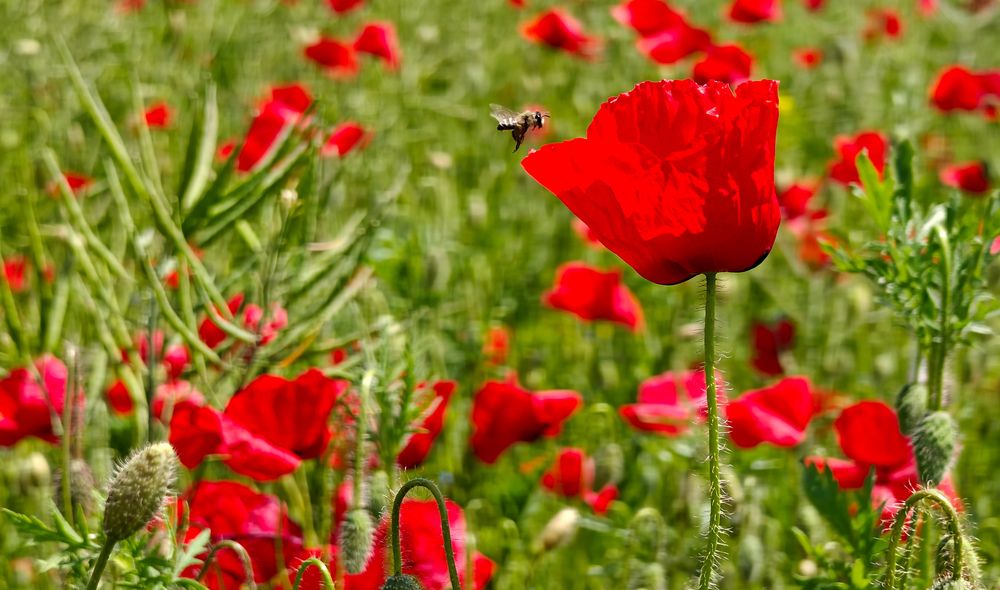 Photograph by Grădinaru Catalin