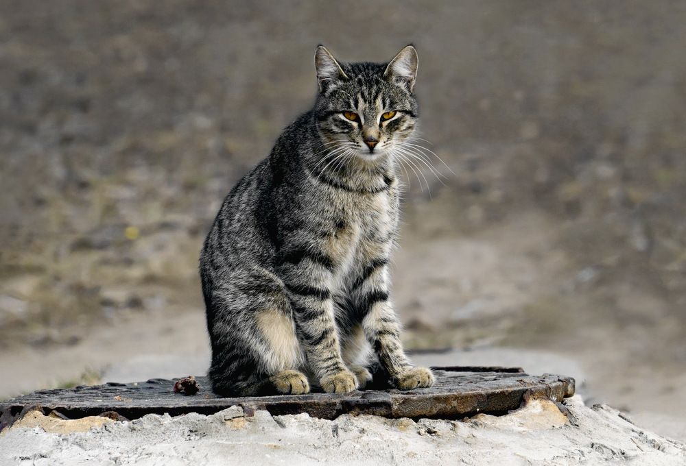 Фотография автора Е лена Е