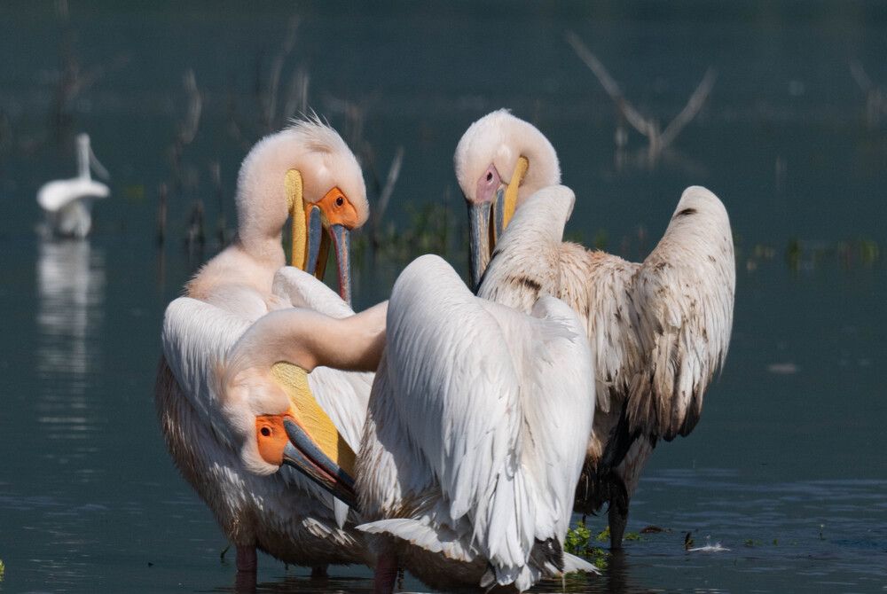 Фотография автора DIMITRIS MPAZIOTOPOULOS