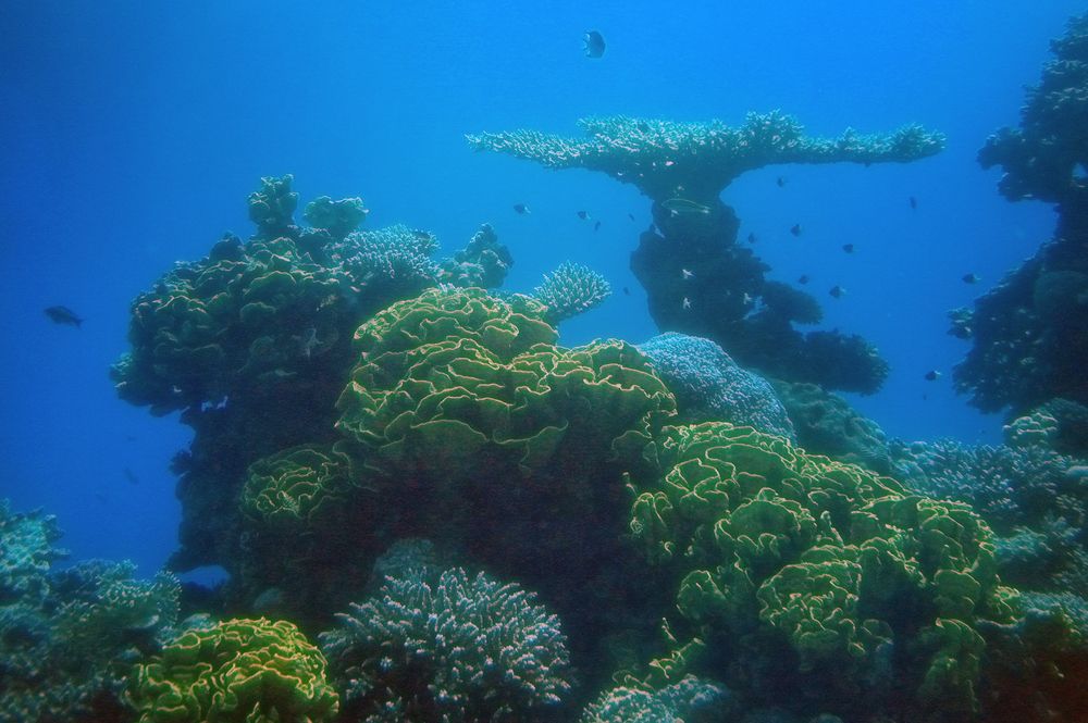 Коралловый риф