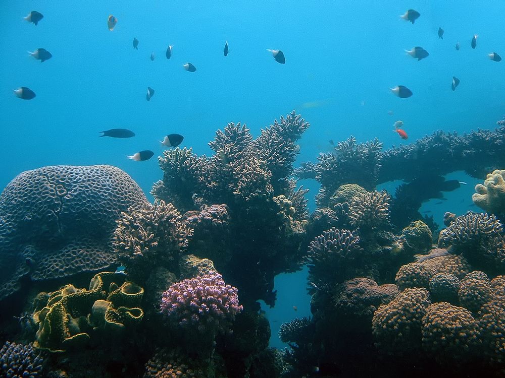 В Красном море