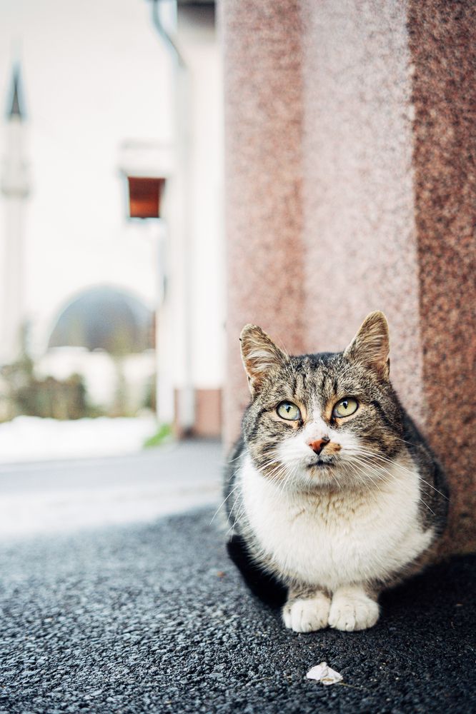 Фотография автора Belmin Becirspahic