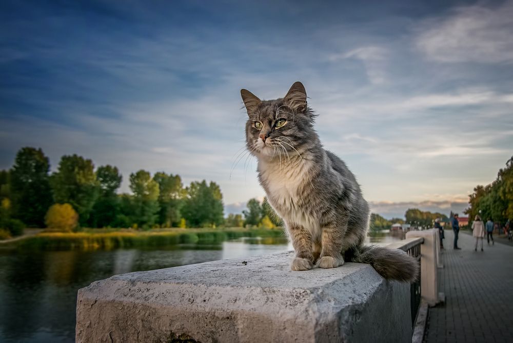 Вечерняя котосессия