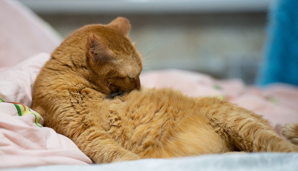 Photograph by Сергей Хранитель