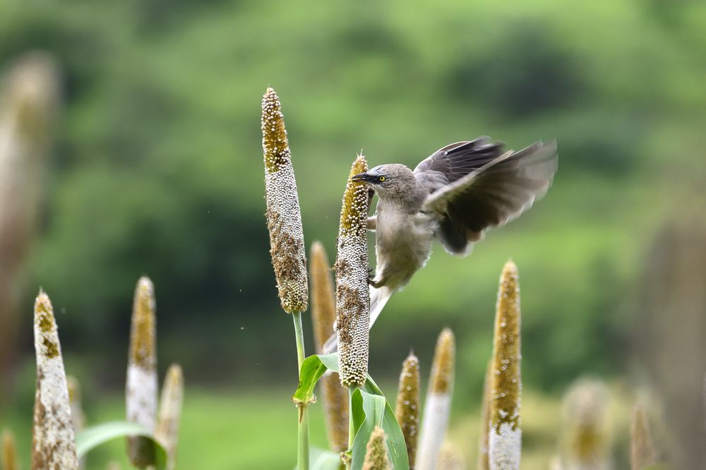 Photograph by Sumedh Kakatkar