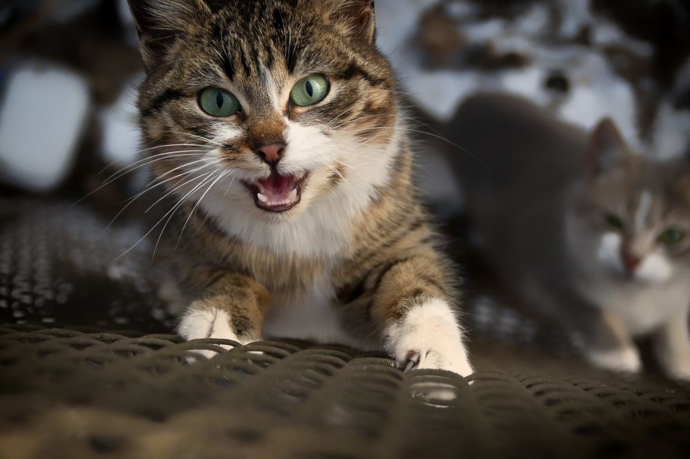 Фотография автора Юлия Кранина