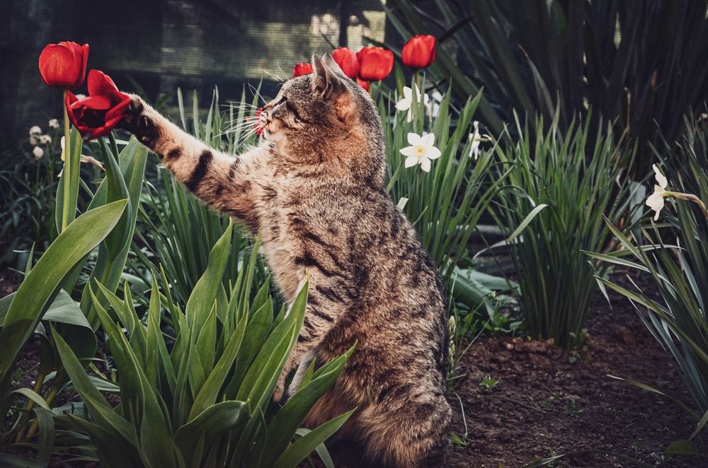 Фотография автора Наталья Алексеева