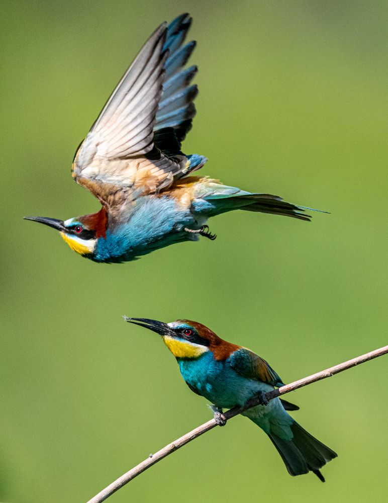 Фотография автора Елена Караилиева