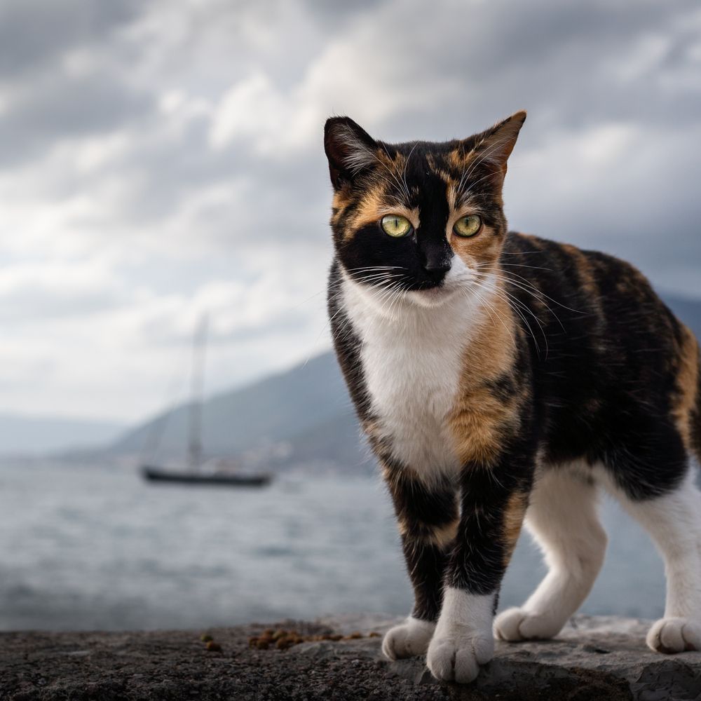 Photograph by Анна Стрелковская