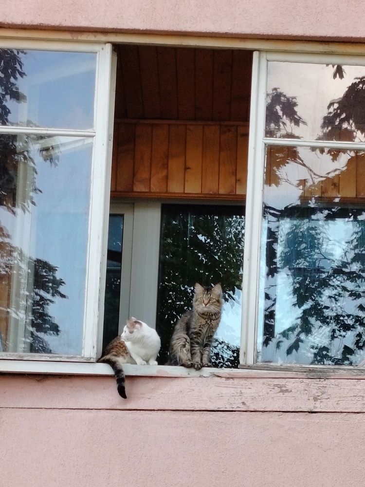 Фотография автора Наталья Драгун