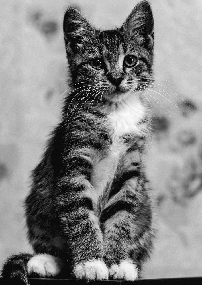 Фотография автора Дмитрий Себрин