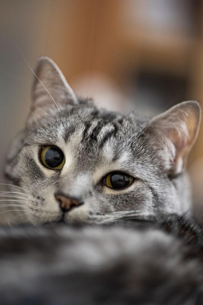 Фотография автора Даян Шакиров