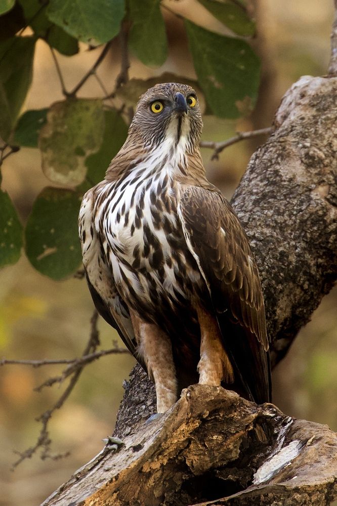 Photograph by Tushar Bhogle