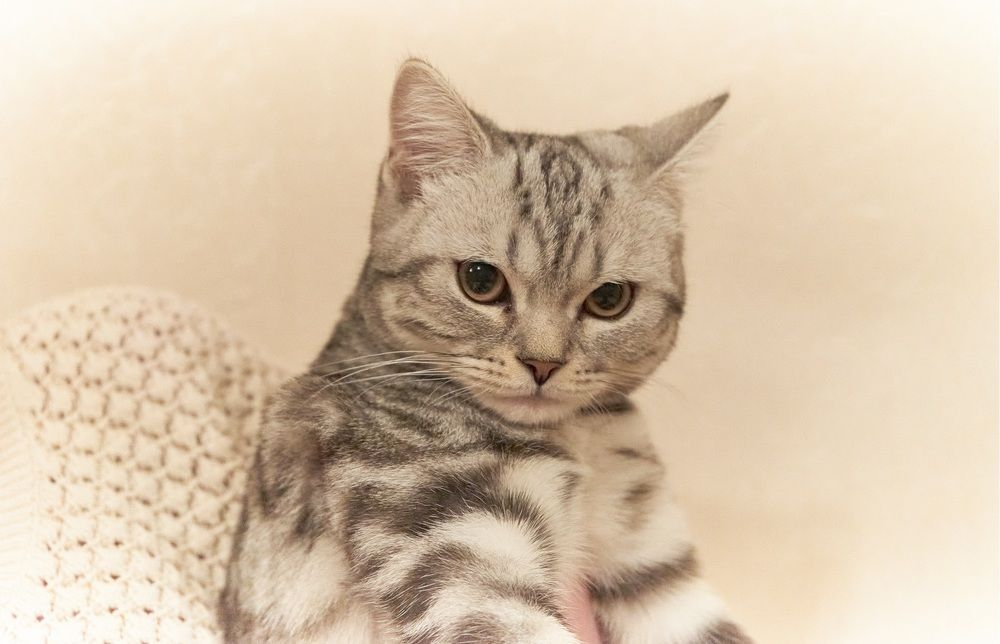 Photograph by Михаил Шевцов