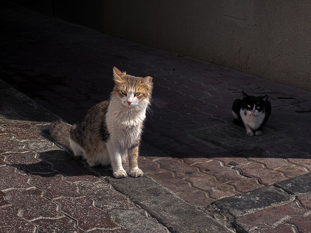 Photograph by Jayakumar MN