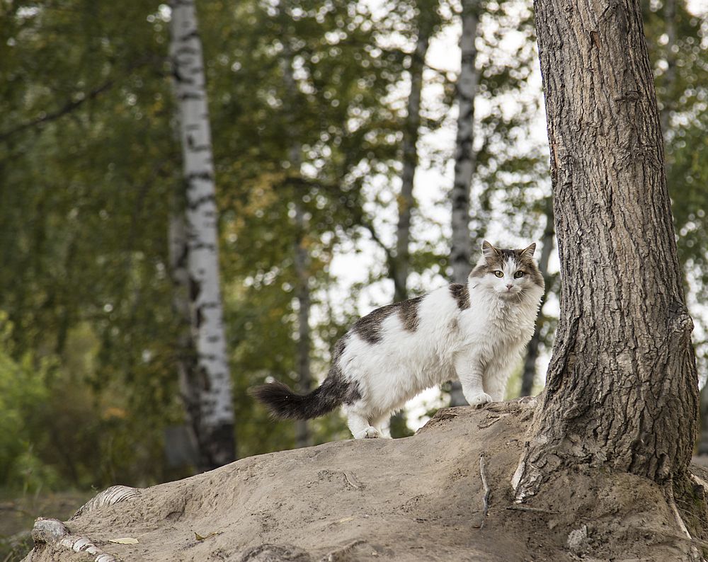 Фотография автора Andrey Pristyazhnyuk