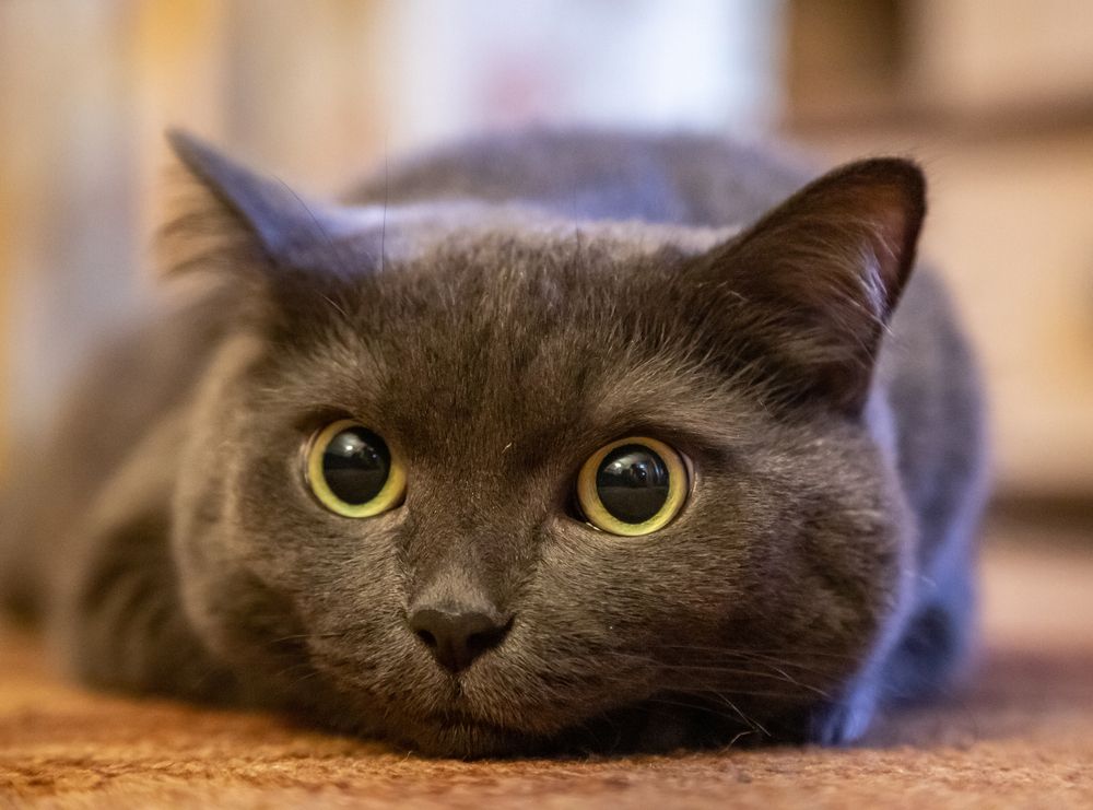 Фотография автора Andrey Pristyazhnyuk