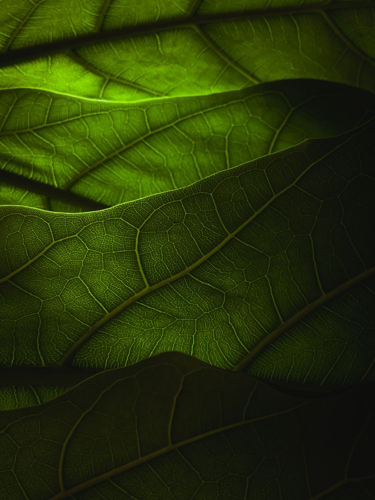 Photograph by amin roshan afshar