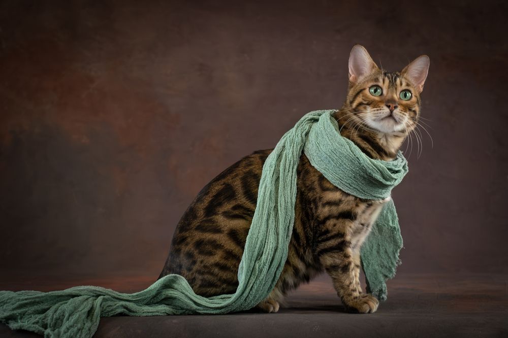 Photograph by Dina Damotseva