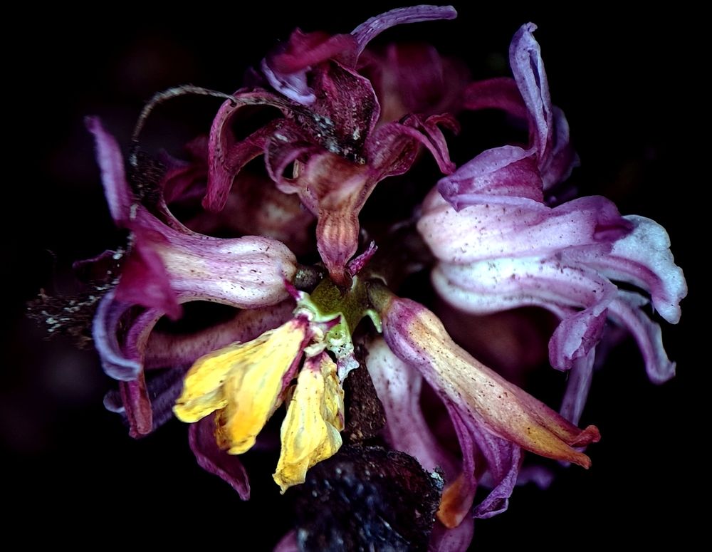 Засохший цветок