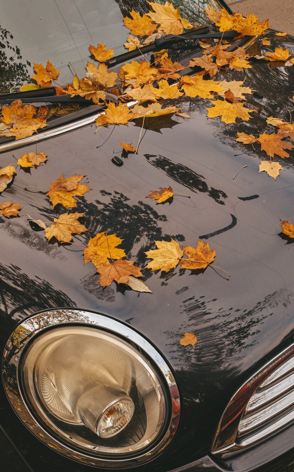 Photo #12218816