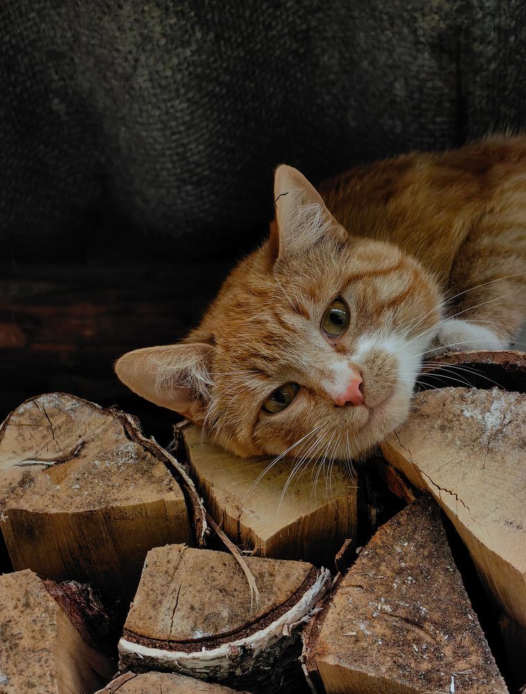Фотография автора Ольга Панасюк