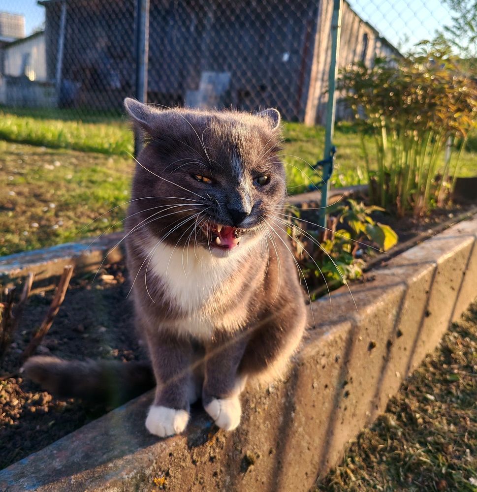 Злючка колючка