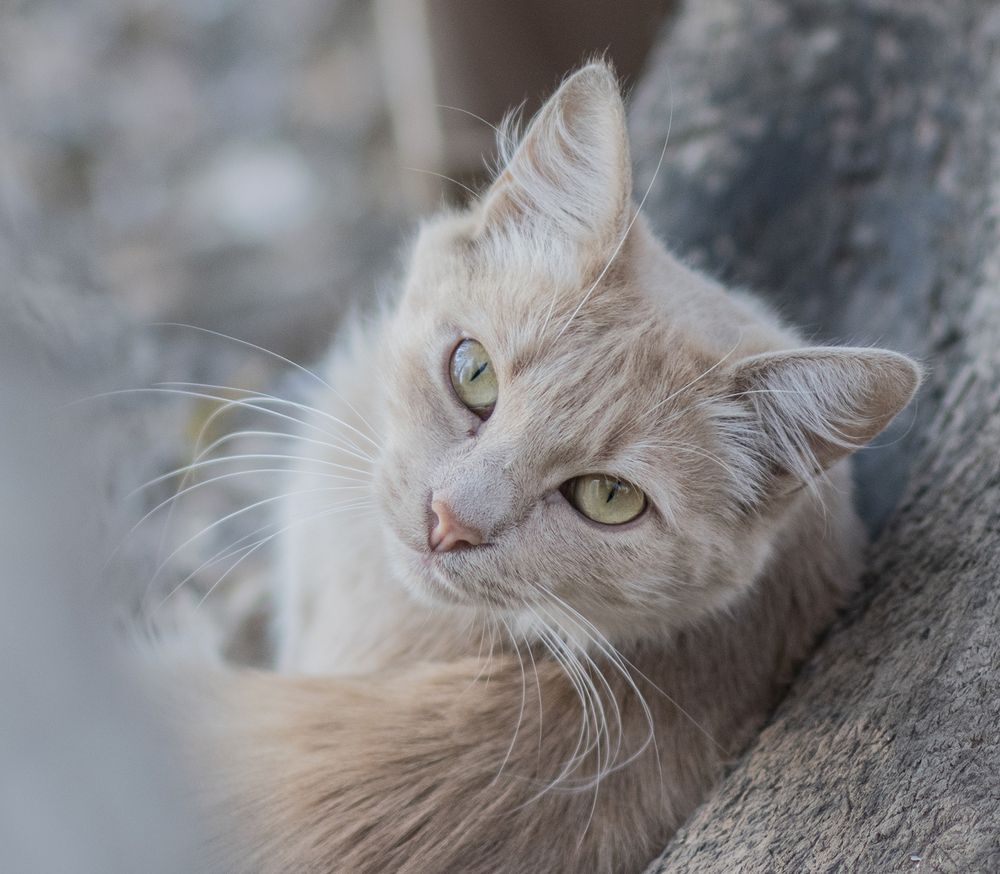 Фотография автора Шипунова Ирина