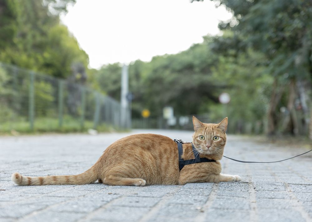 Photograph by Yhenny Teresa