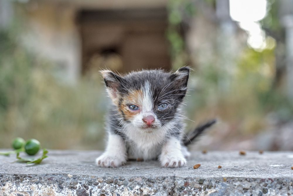 Photograph by Vladimir Shish