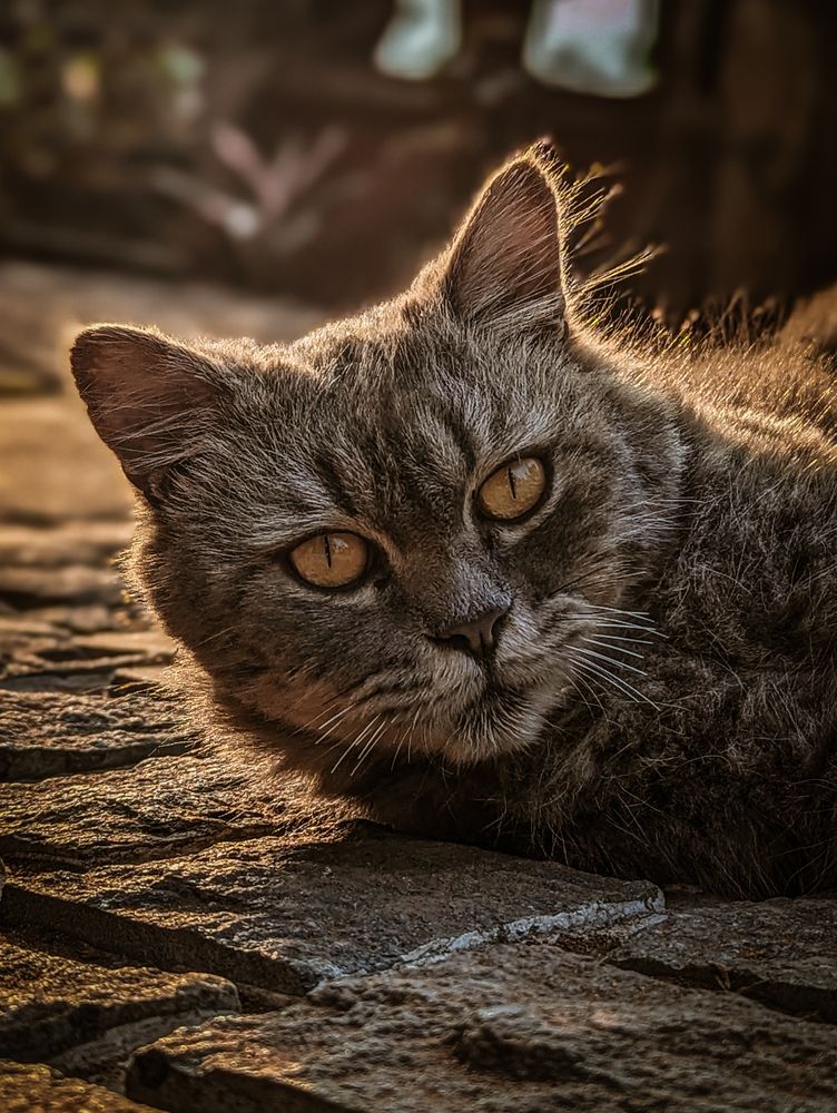 Photograph by Mansib K