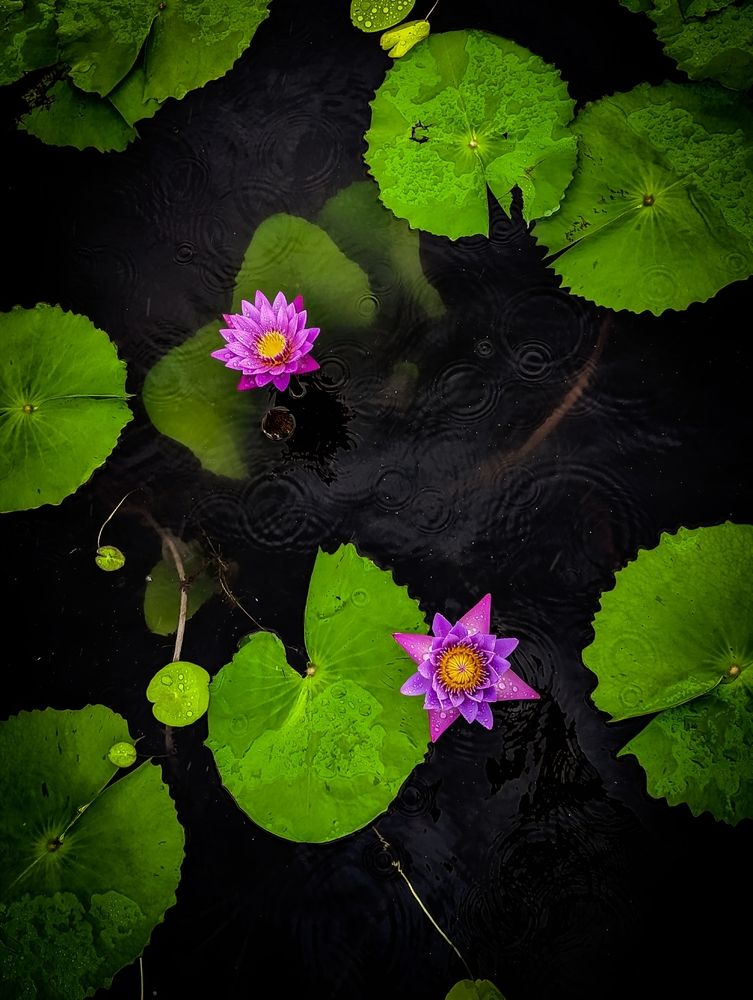 Photograph by Mansib K