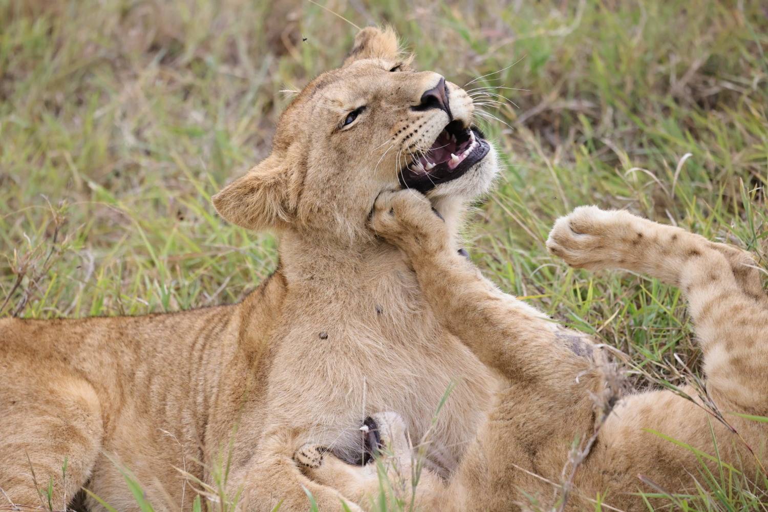 Фотография #12219202