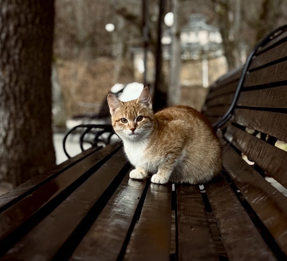 Photograph by Юлия Чернышёва