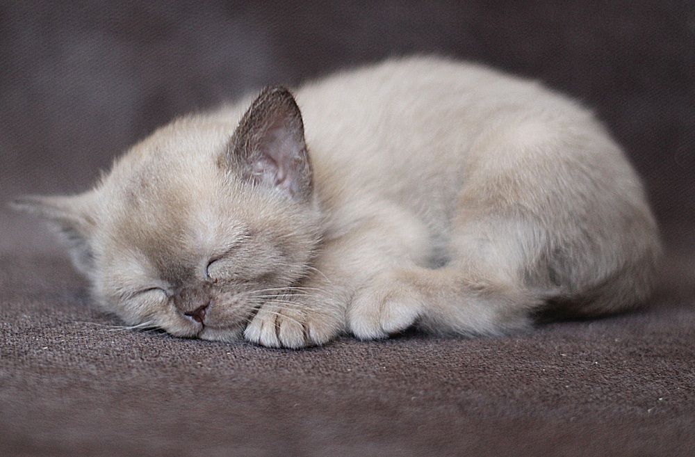 Photograph by Оксана Шарагина