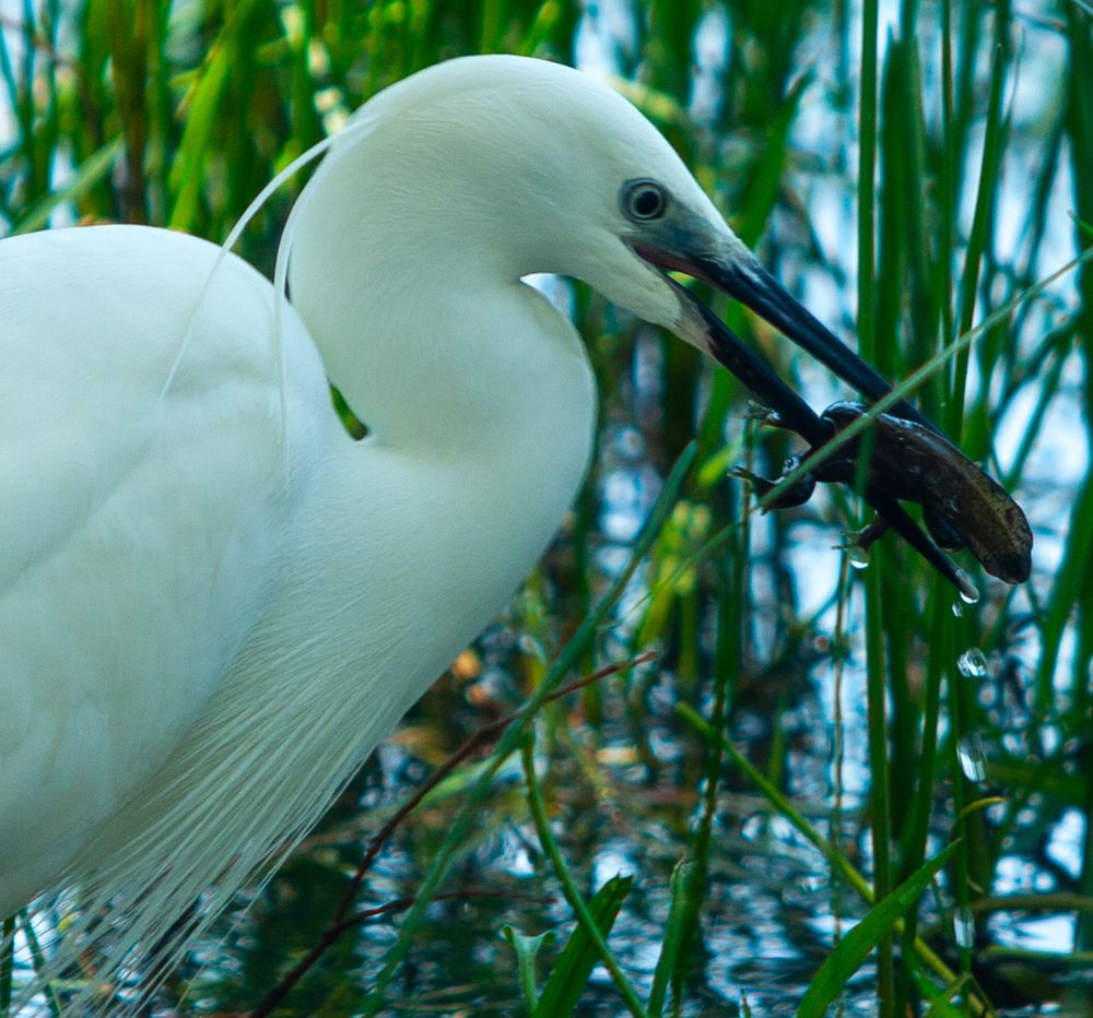 Цапля на охоте