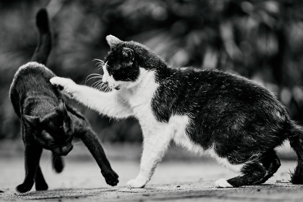 Photograph by Jeffrey Yan