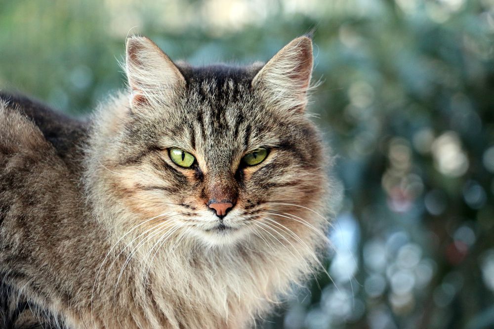 Photograph by Татьяна Горбачева Маментьева