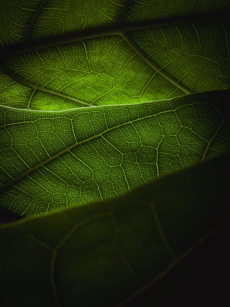 Photograph by amin roshan afshar