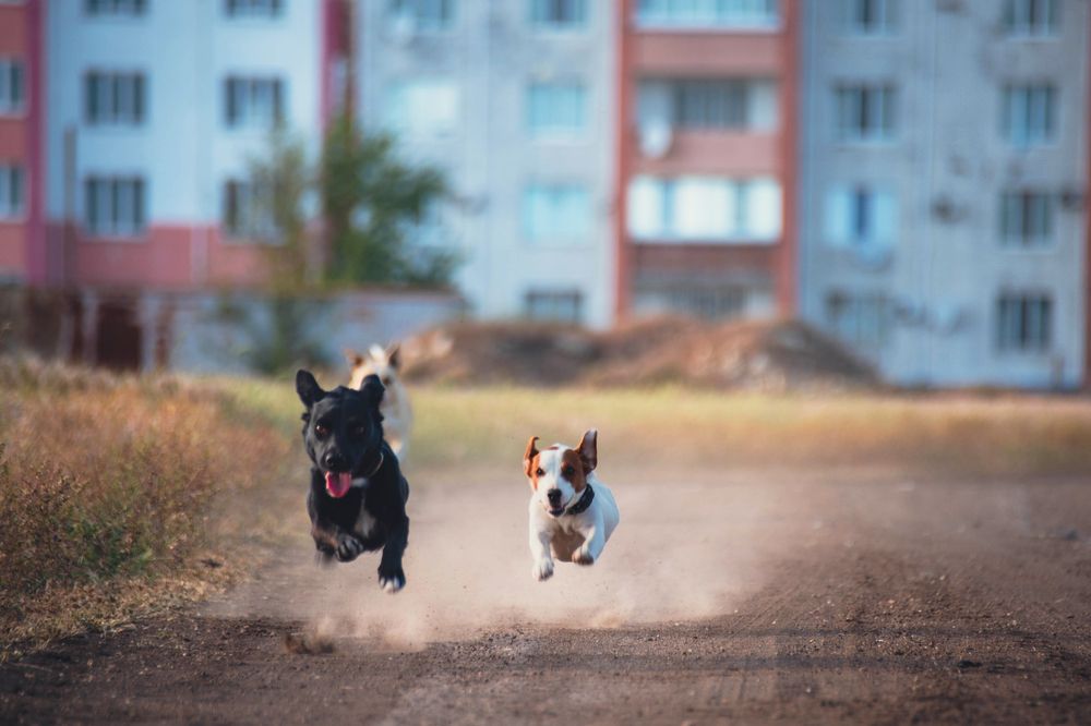 Зевс и Тося