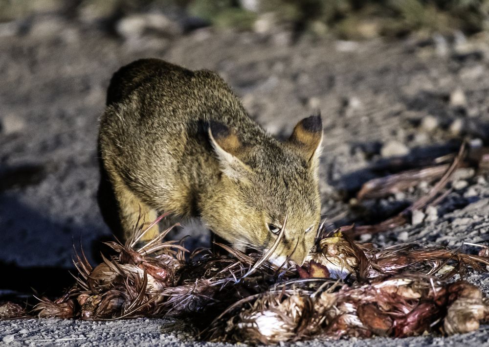 Photograph by Satish Nerlekar