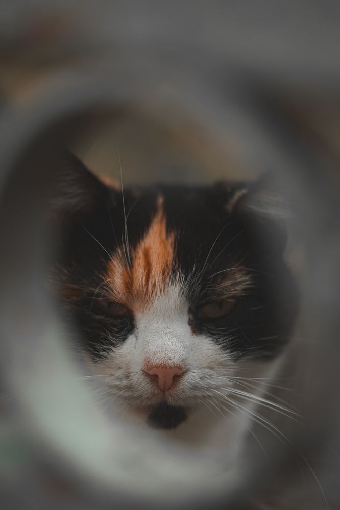 Photograph by Magic Helios