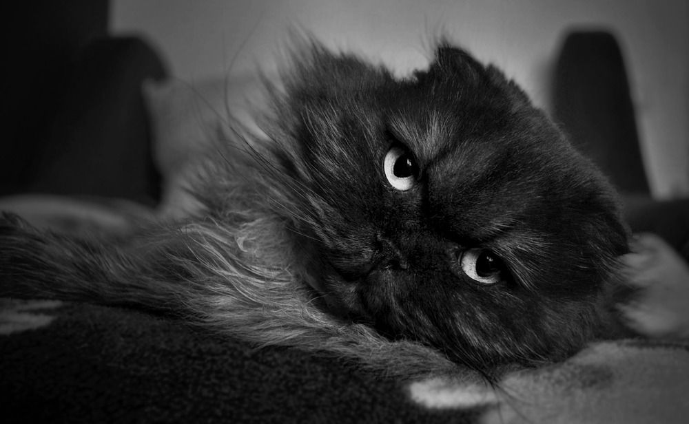 Photograph by Юлия Ромашина